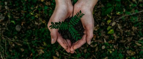 Hands holding plant - photo: Noah Buscher