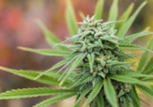 Call for improved disclosure at Canada’s medical marijuana firms