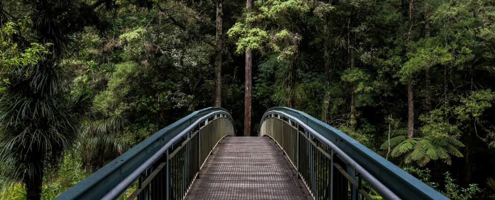 Bridge in forest