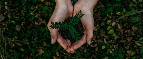 Hands holding plant - photo: Noah Buscher