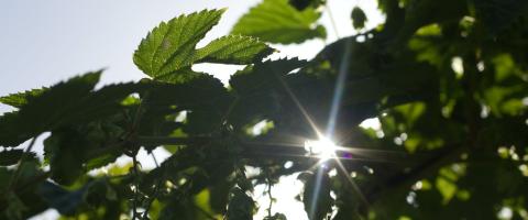 Sunlight through trees