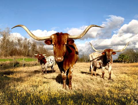 Texas cows. Photo by Vivian Arcidiacono on Unsplash
