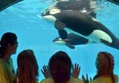 SeaWorld brings in new vice president of IR